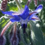 STEPHANE CAILLON-MORISSEAU